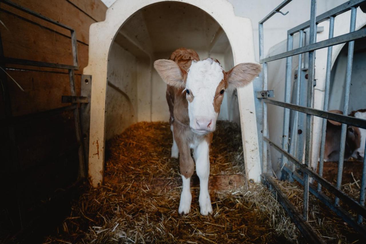 Knollgut Ferienwohnung Buchberg Goldegg Buitenkant foto
